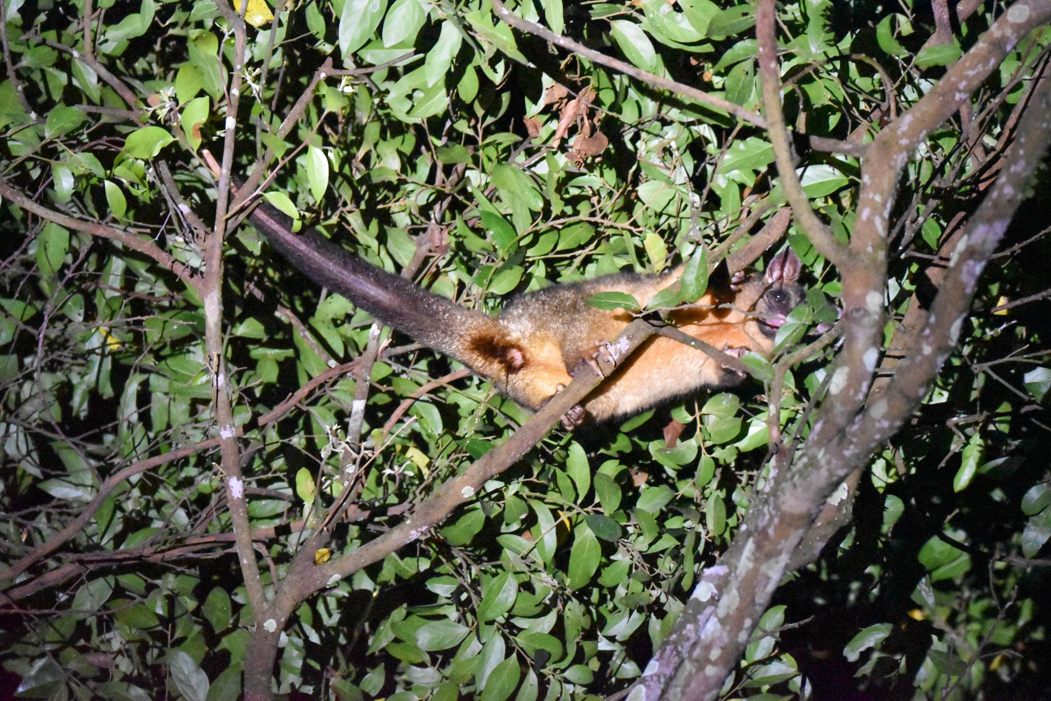 Common Brushtail Possum