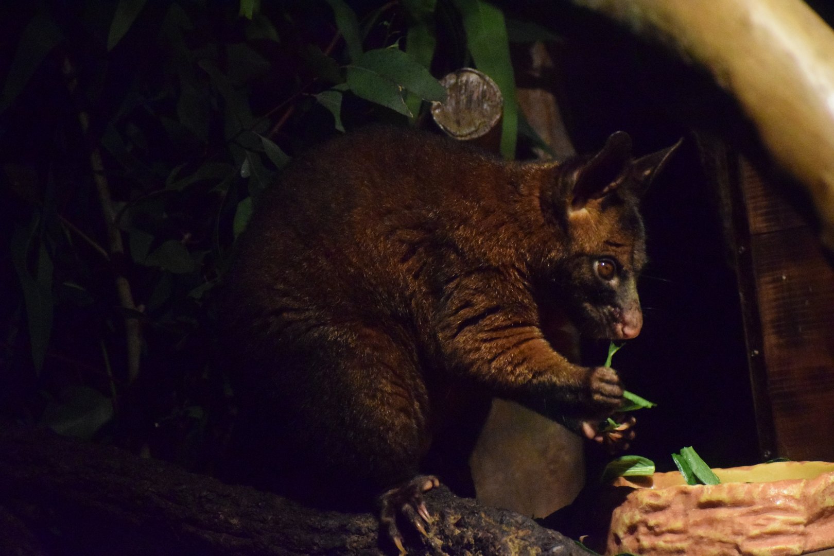 Common brushtail possum