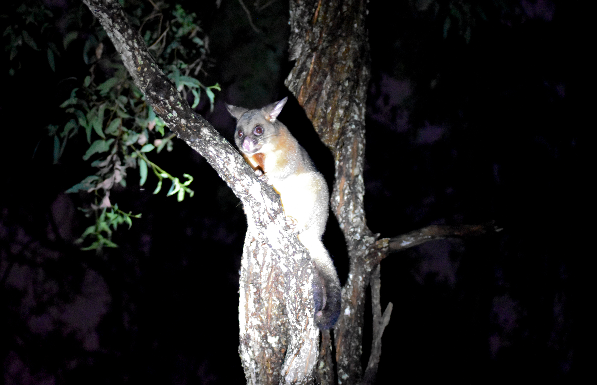 Common Brushtail Possum