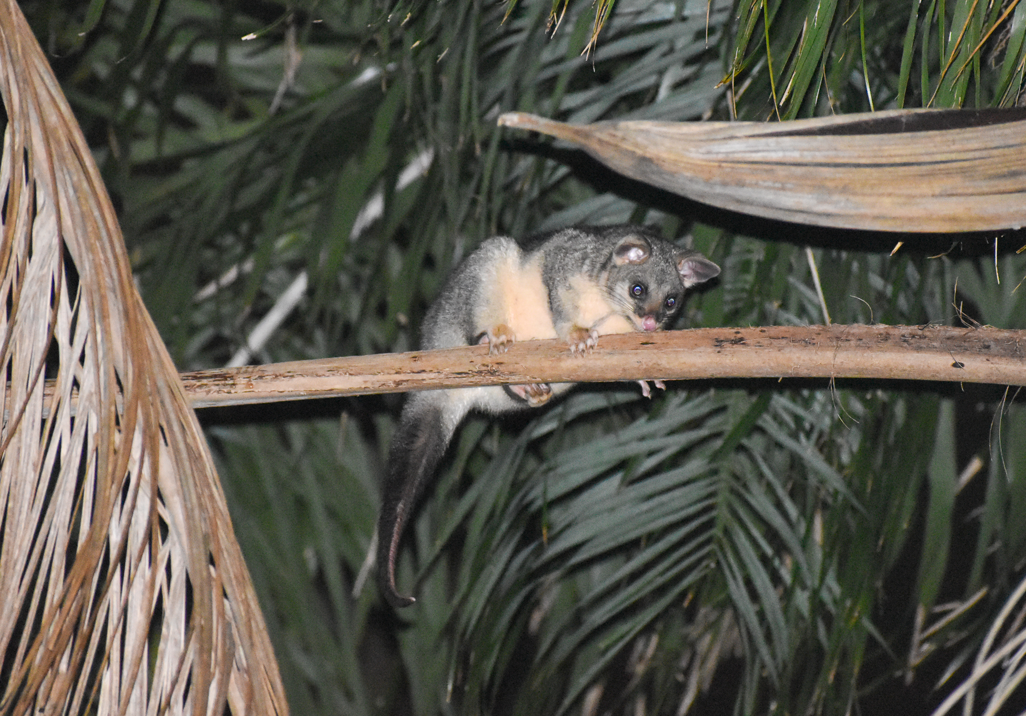 Common Brushtail Possum