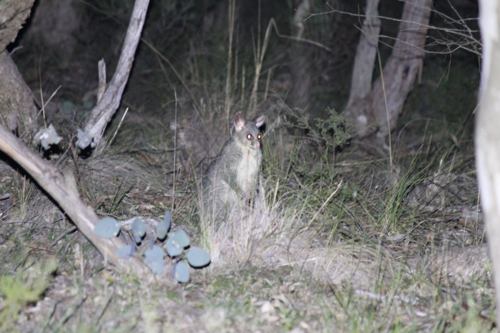 Common Brushtail Possum