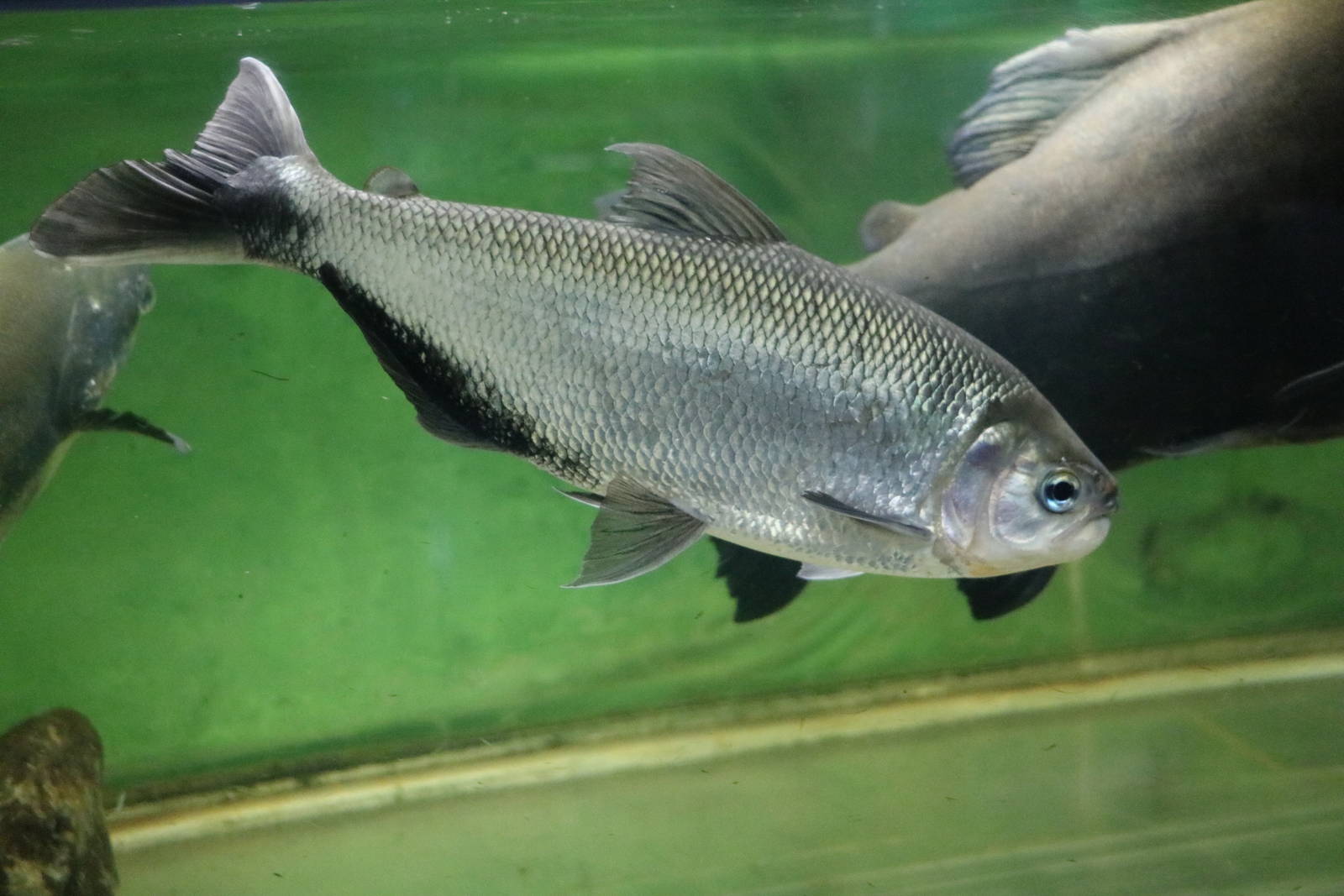 Common brycon - Tokyo Tower Aquarium, February 2016