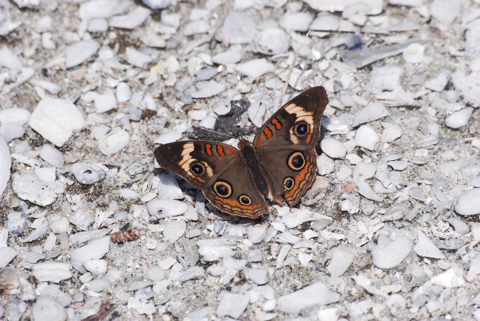 Common Buckeye, Cayo Costa, October 2013