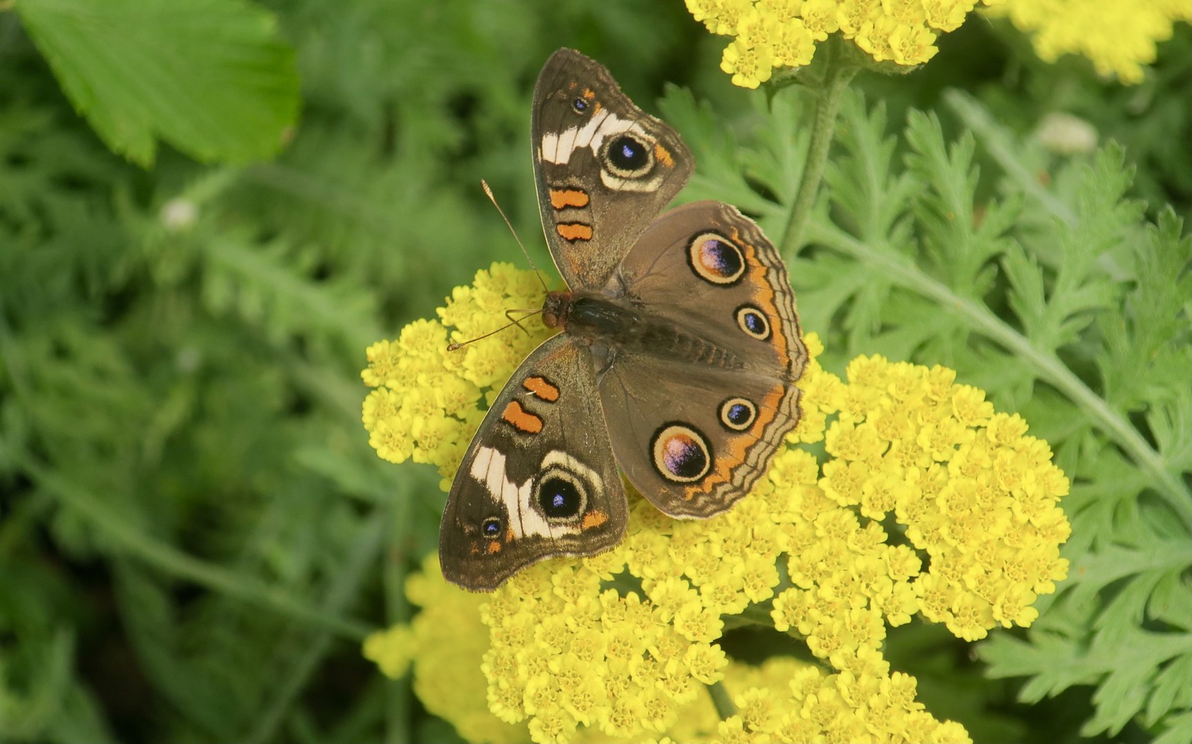 Common Buckeye (Junonia coenia)