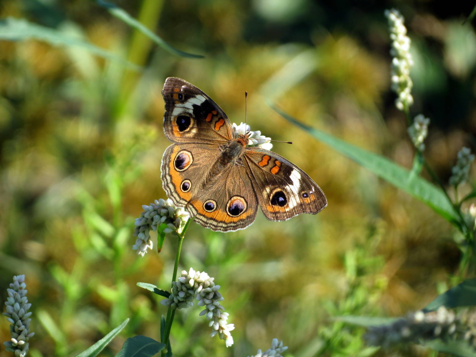Common Buckeye