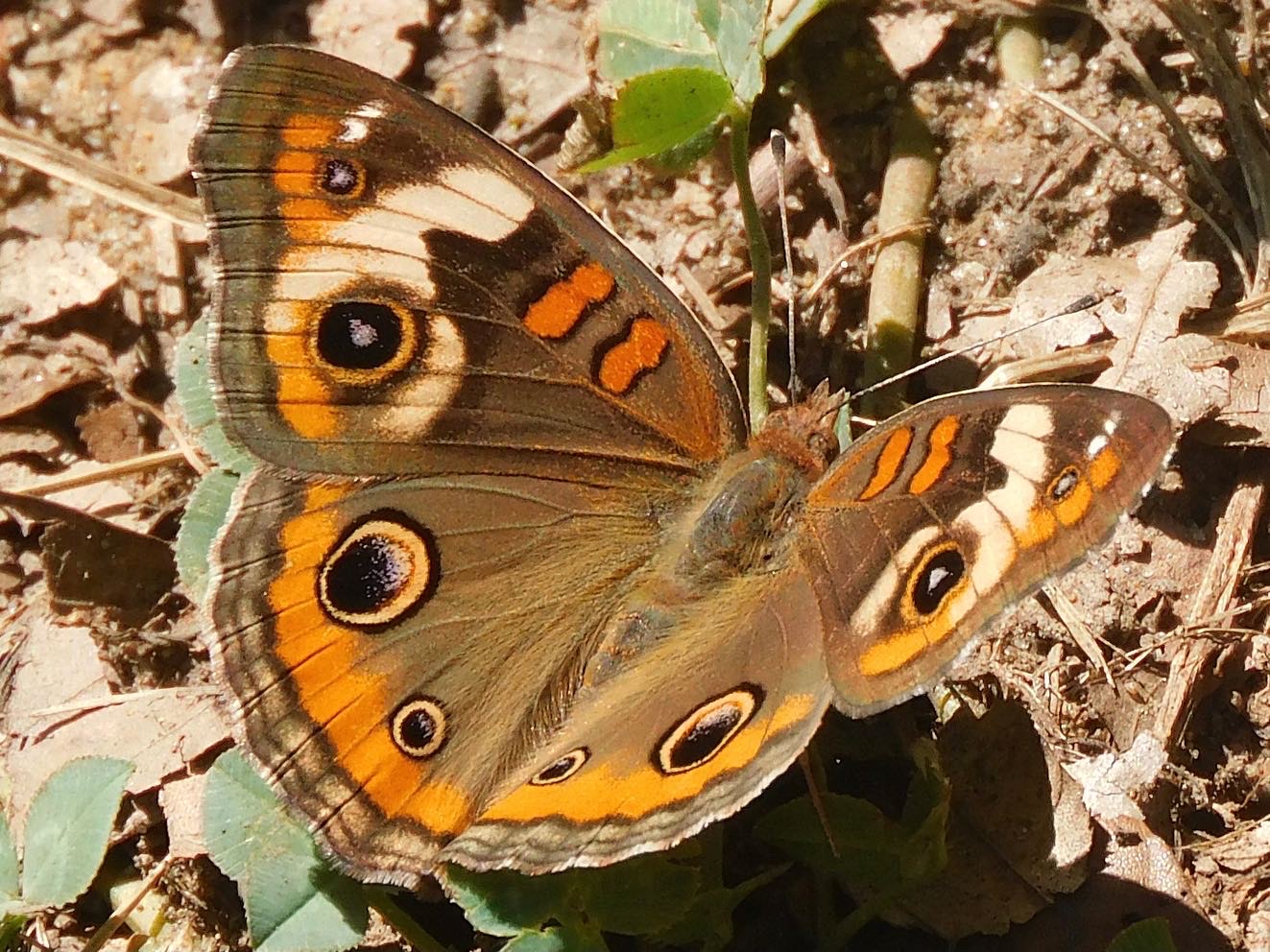 Common buckeye