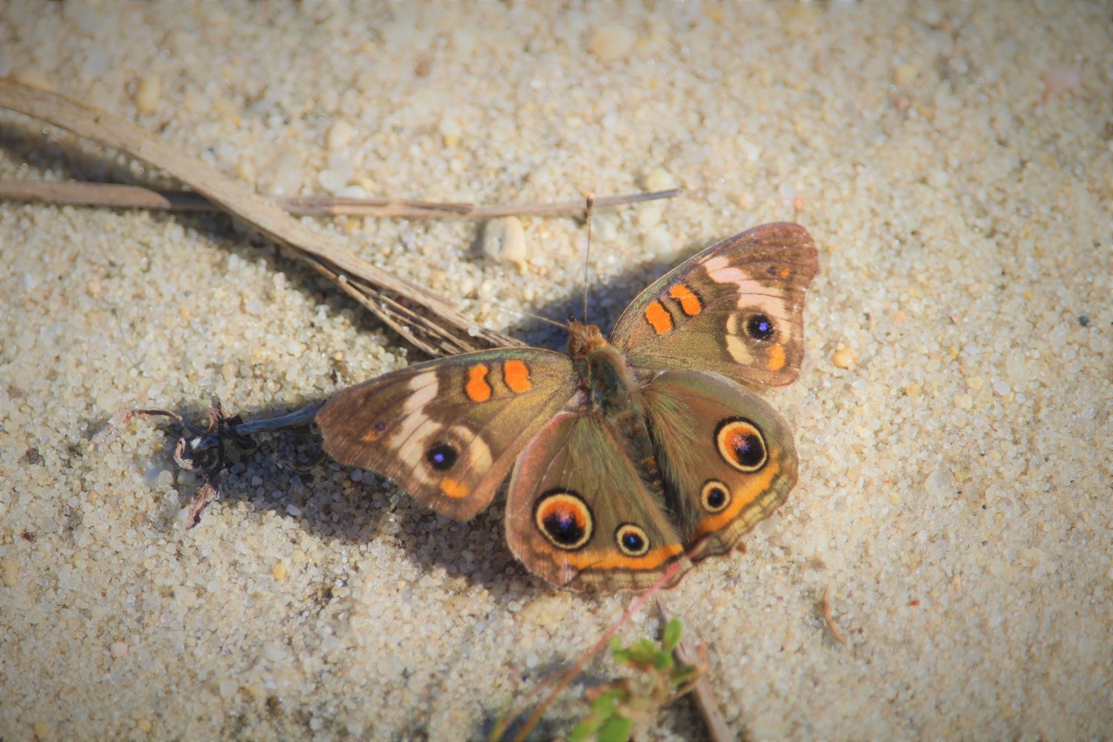 Common Buckeye