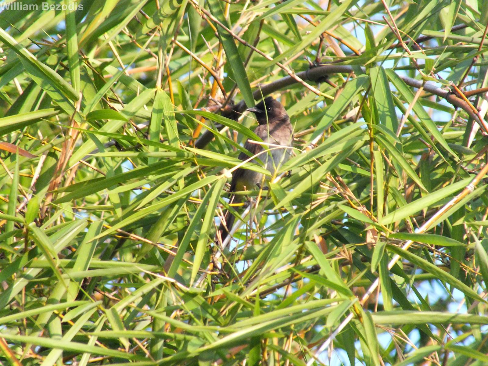 Common Bul Bul in Bamboo