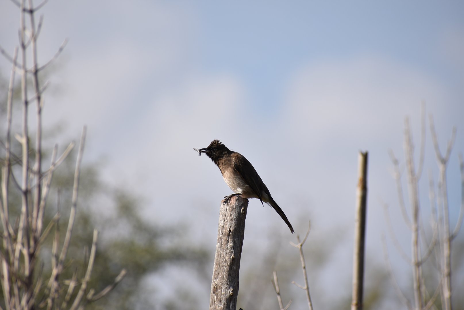 Common bulbul - (Issen, Morocco)