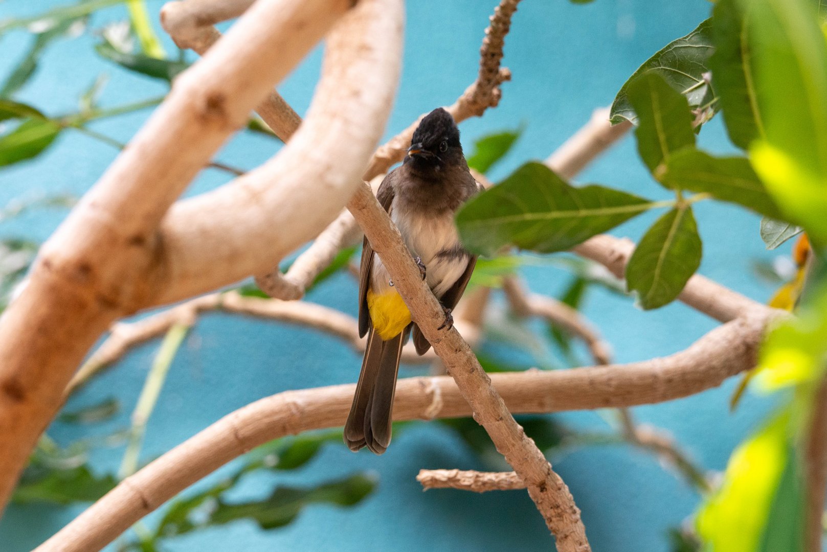 Common Bulbul- (Pycnonotus barbatus)