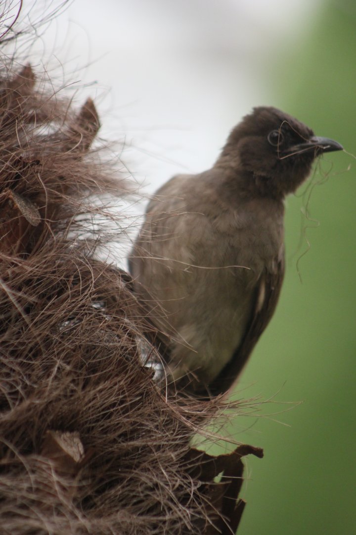 Common bulbul (Pycnonotus barbatus)