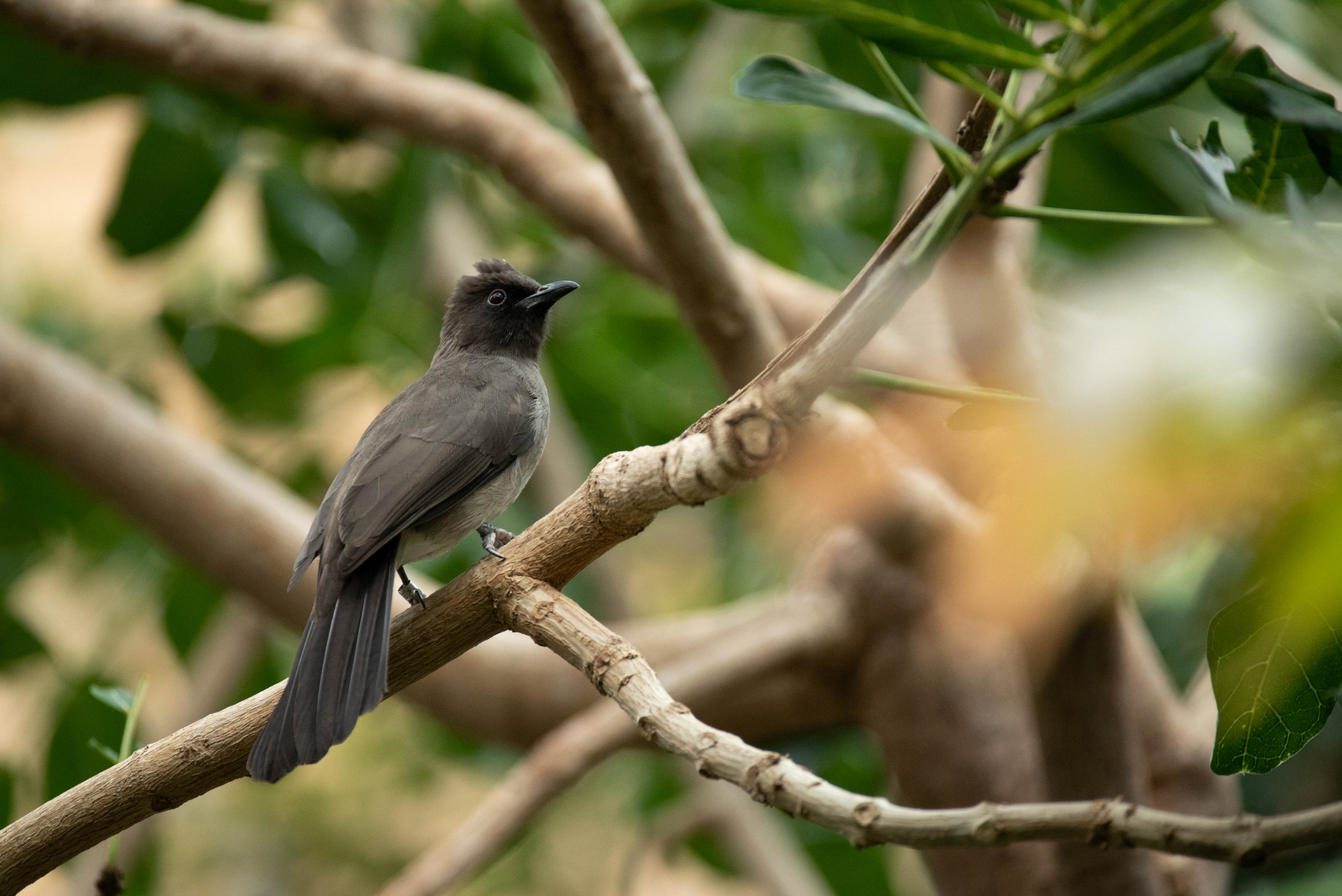 Common bulbul - Pycnonotus barbatus
