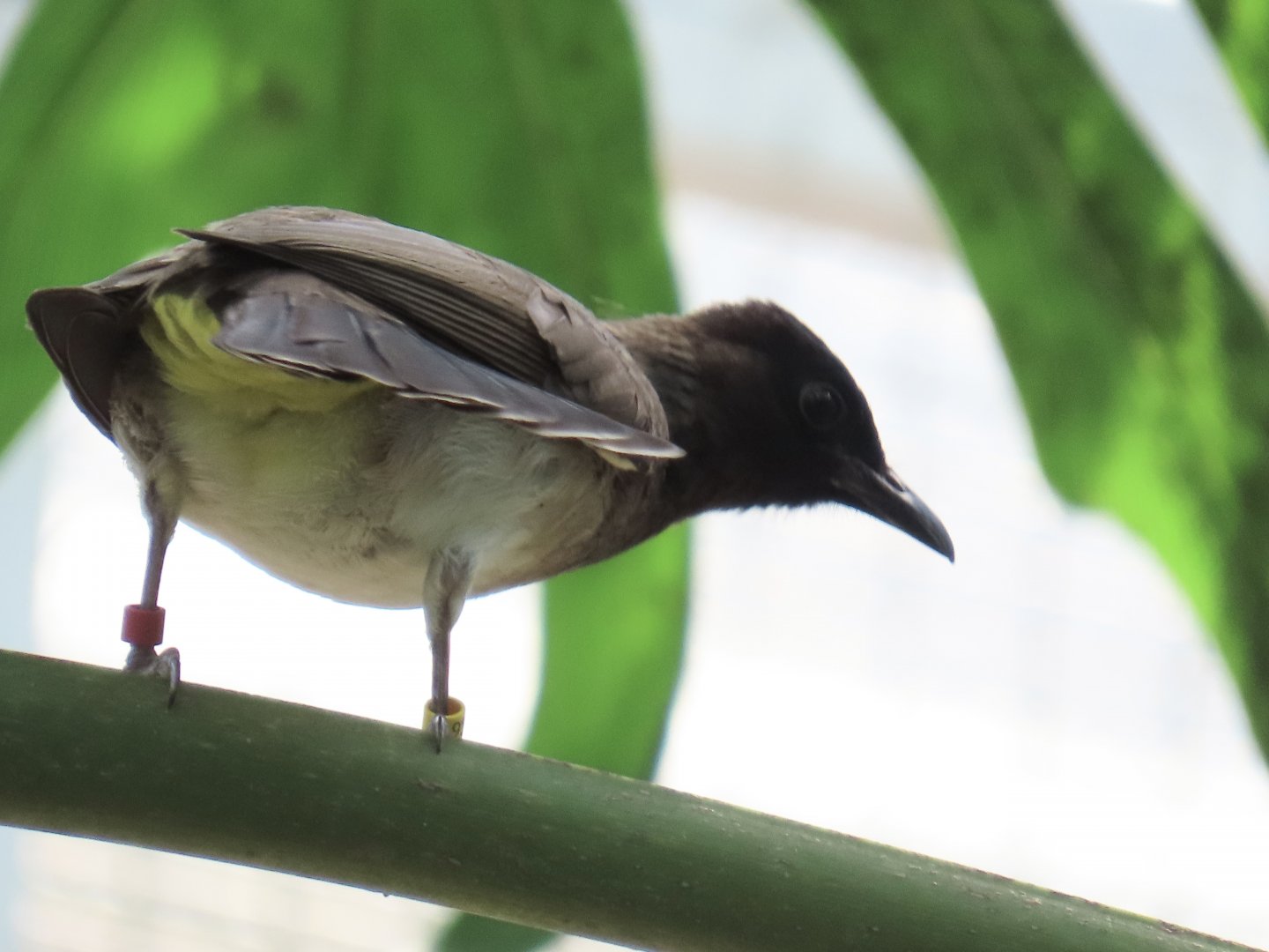 Common Bulbul (Pycnonotus barbatus)