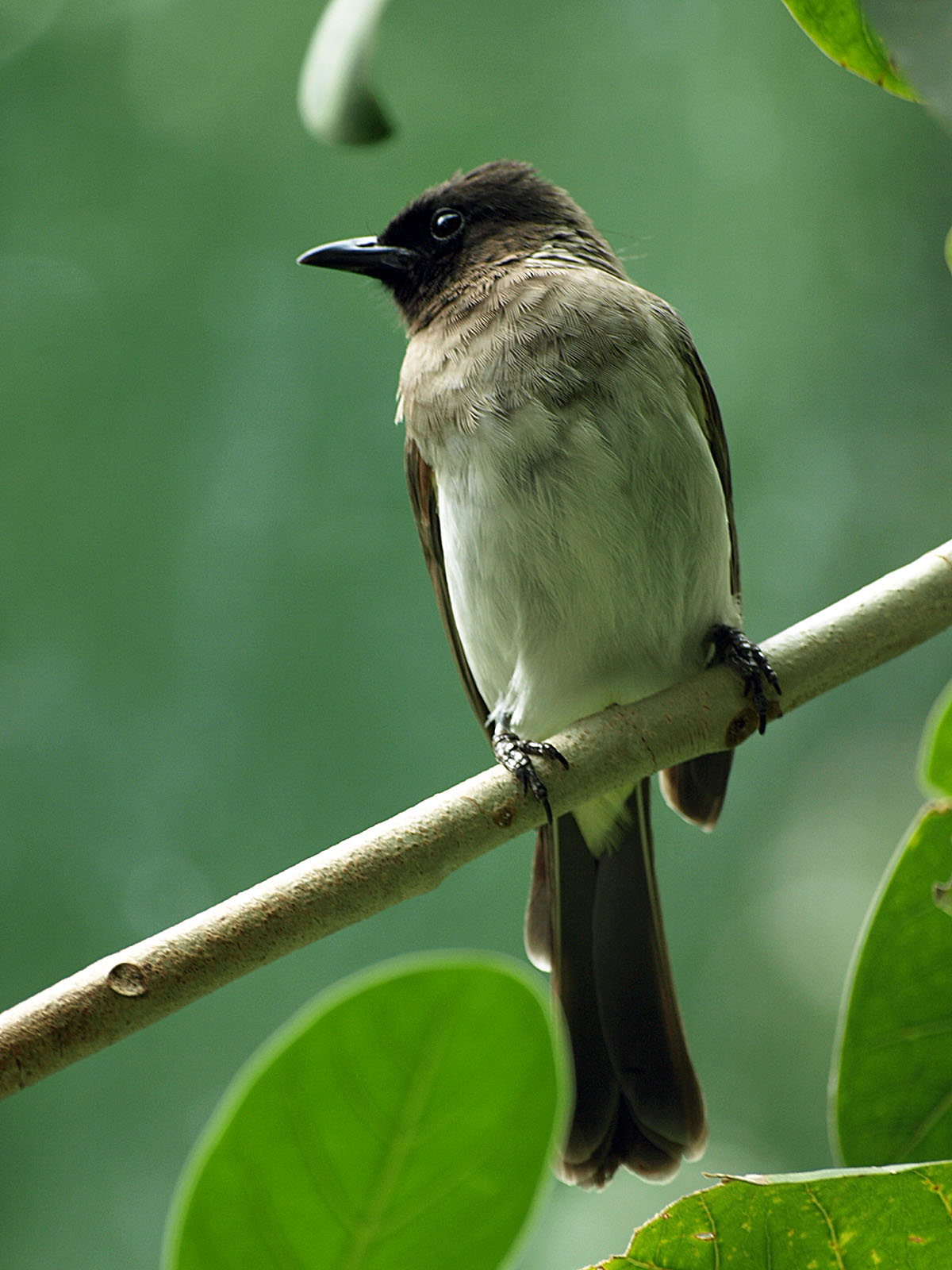 Common bulbul
