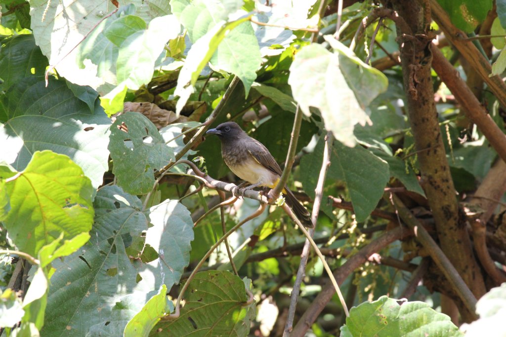 Common Bulbul