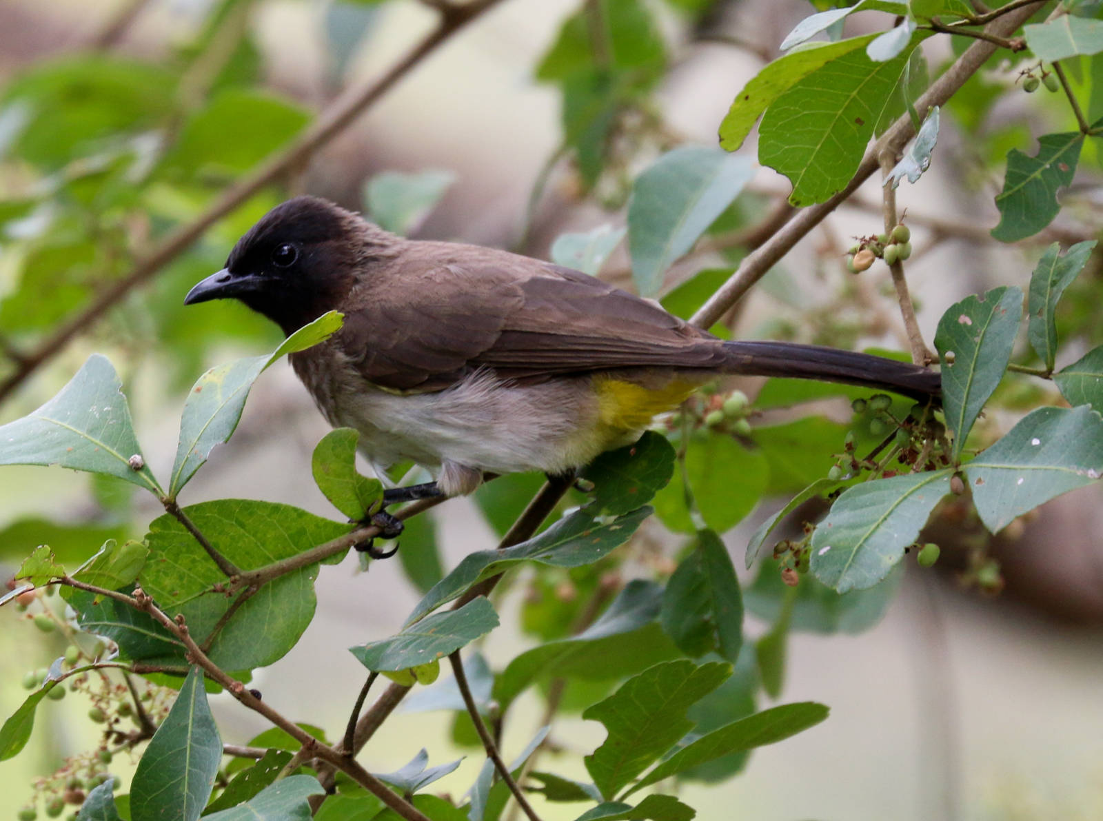 Common Bulbul