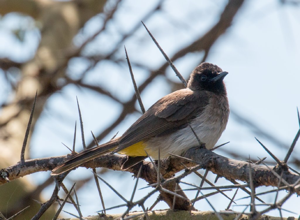 Common Bulbul
