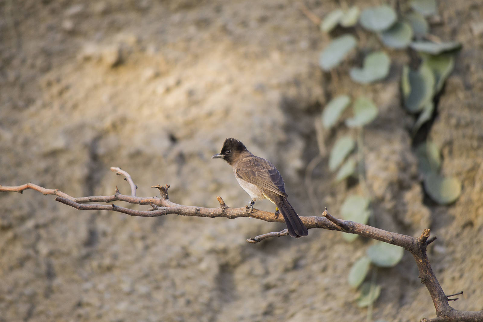 Common Bulbul (?)