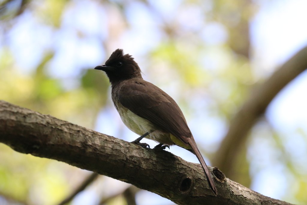 Common Bulbul