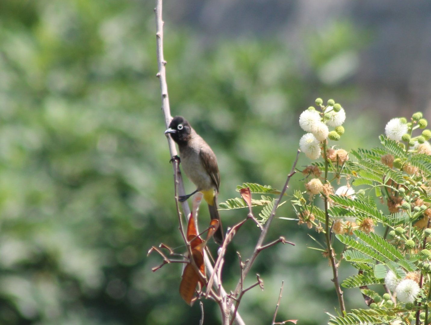 Common bulbul