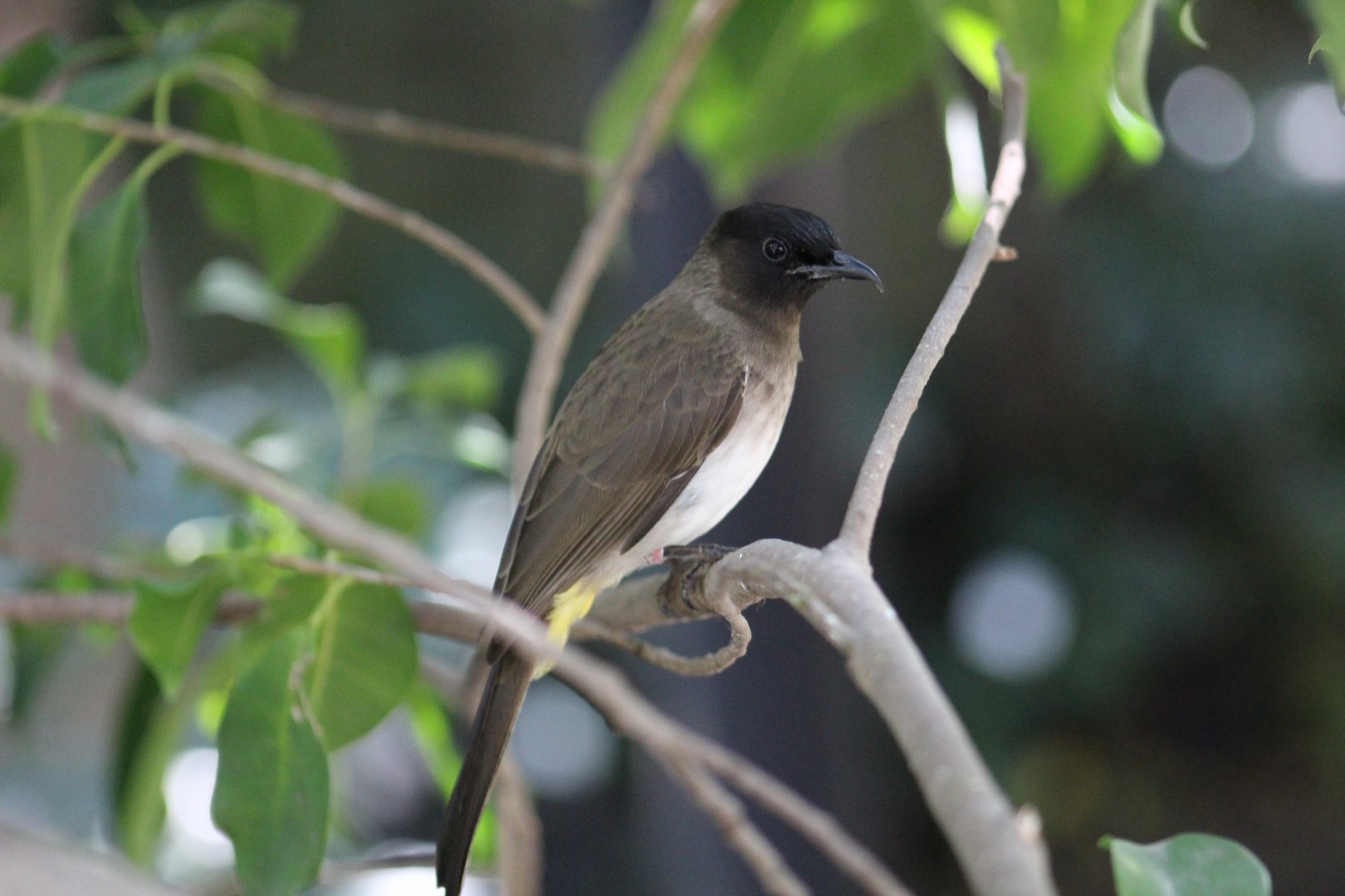 Common Bulbul