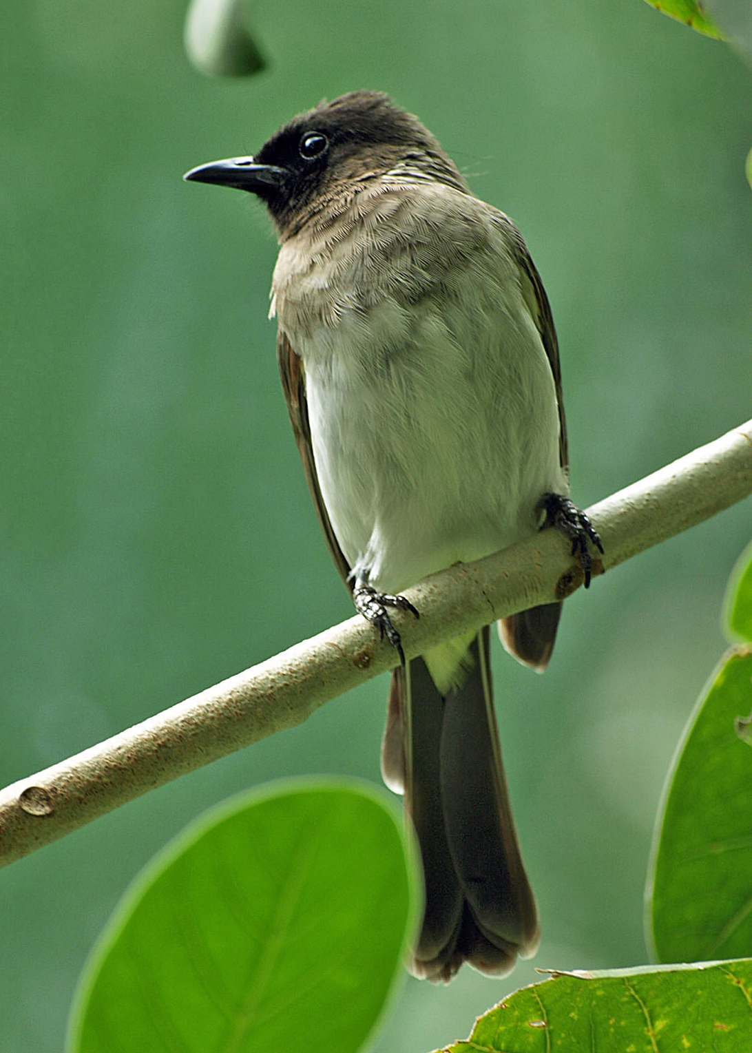 Common Bulbul