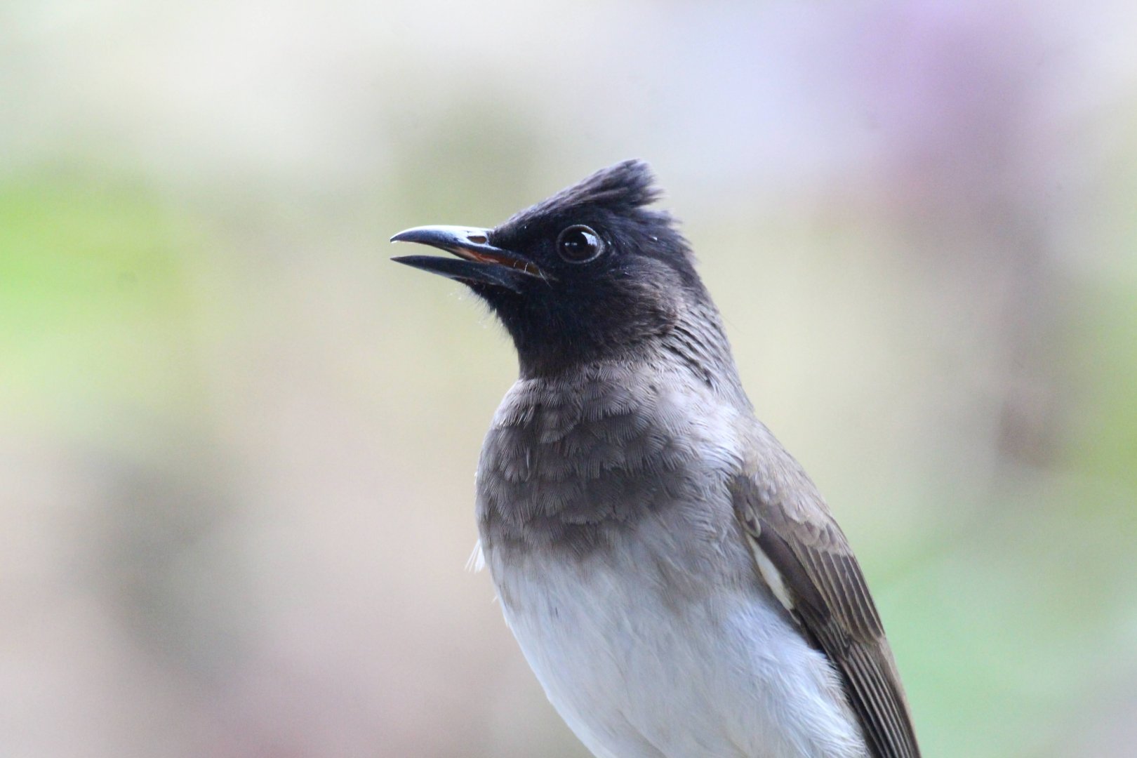 Common Bulbul