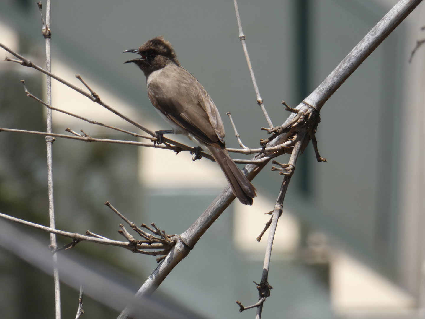 Common bulbul