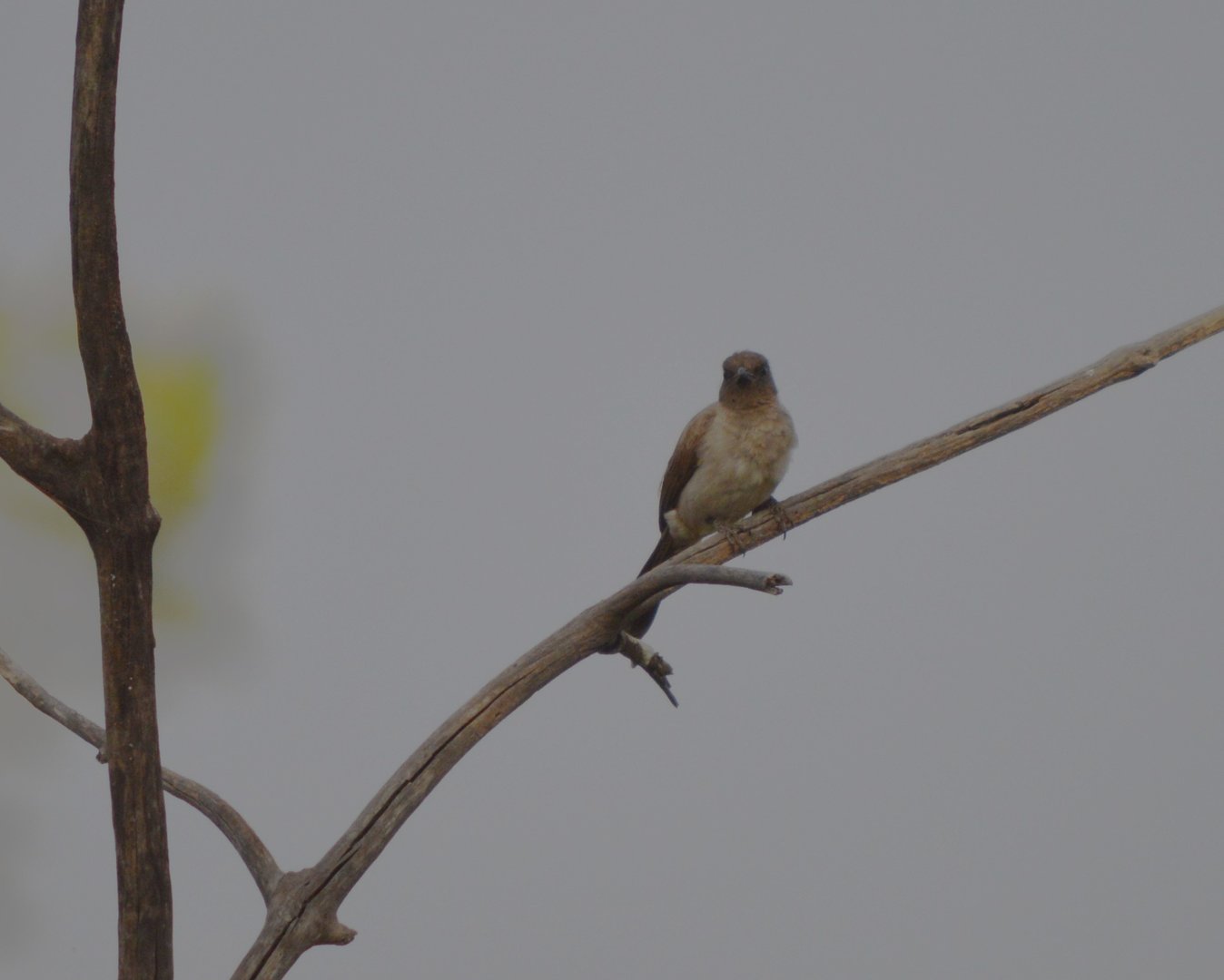 Common Bulbul