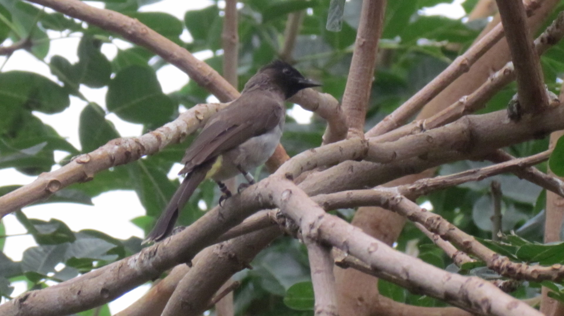Common Bulbul