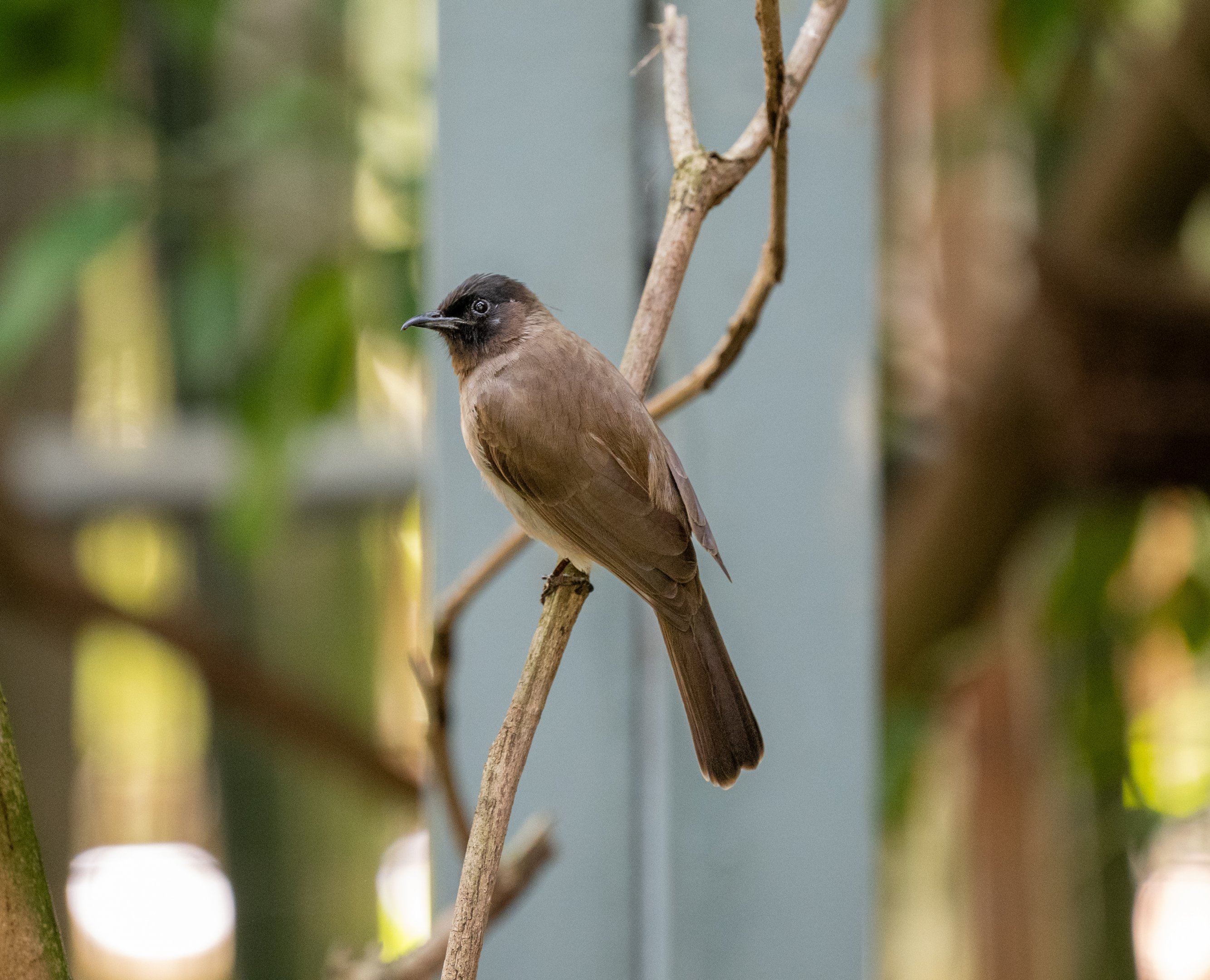 Common Bulbul