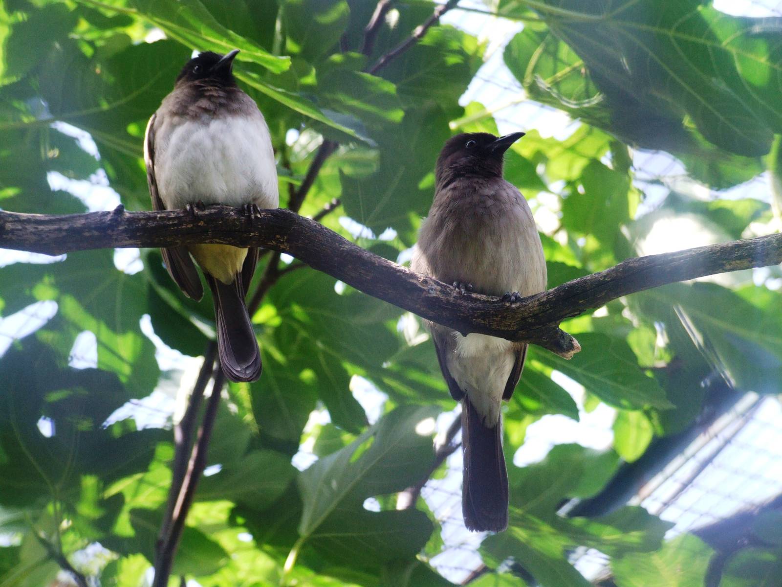 Common Bulbuls at Vienna, 14/06/13
