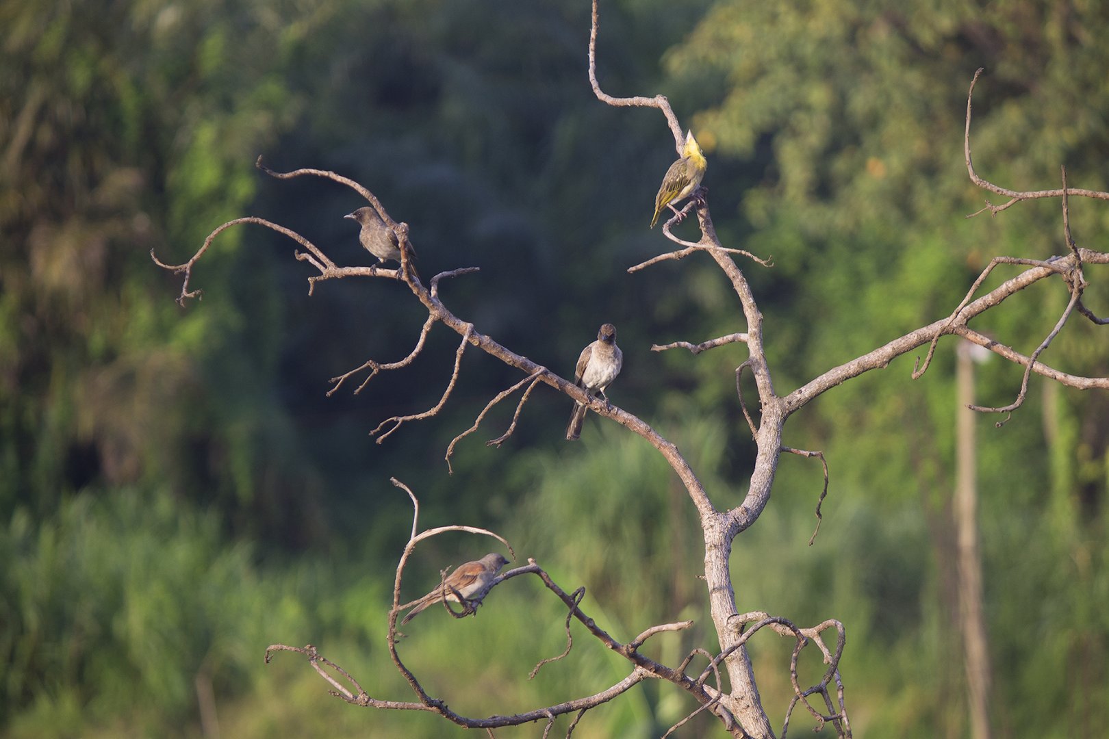 Common bulbuls, Northern grey-headed sparrow and Village weaver