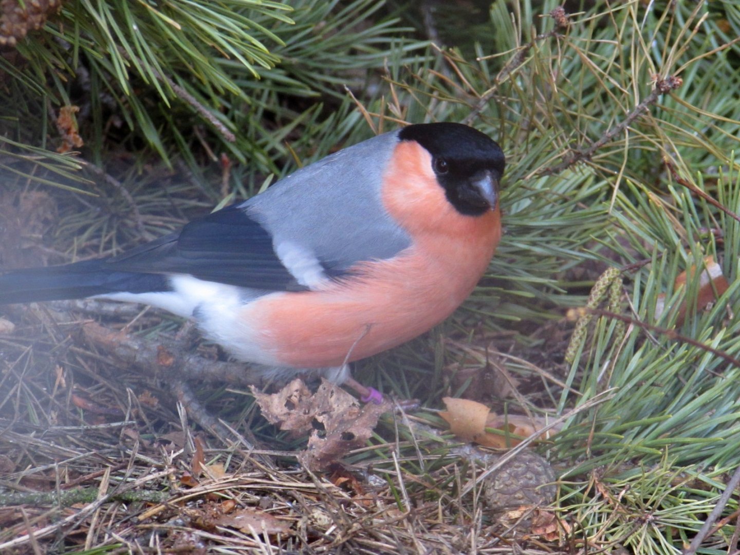 Common bullfinch (Pyrrhula pyrrhula). Polish name - gil.