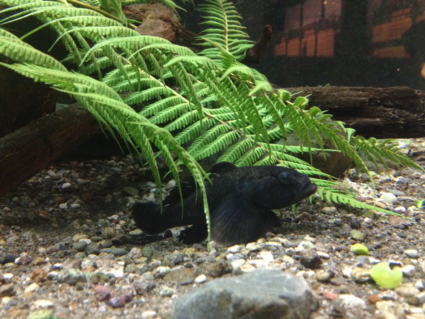 Common Bully (Gobiomorphus cotidianus)