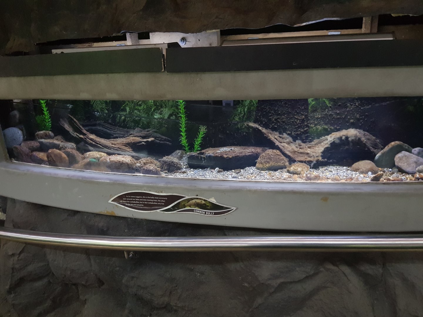 Common Bully Tank - Tongariro National Trout Centre