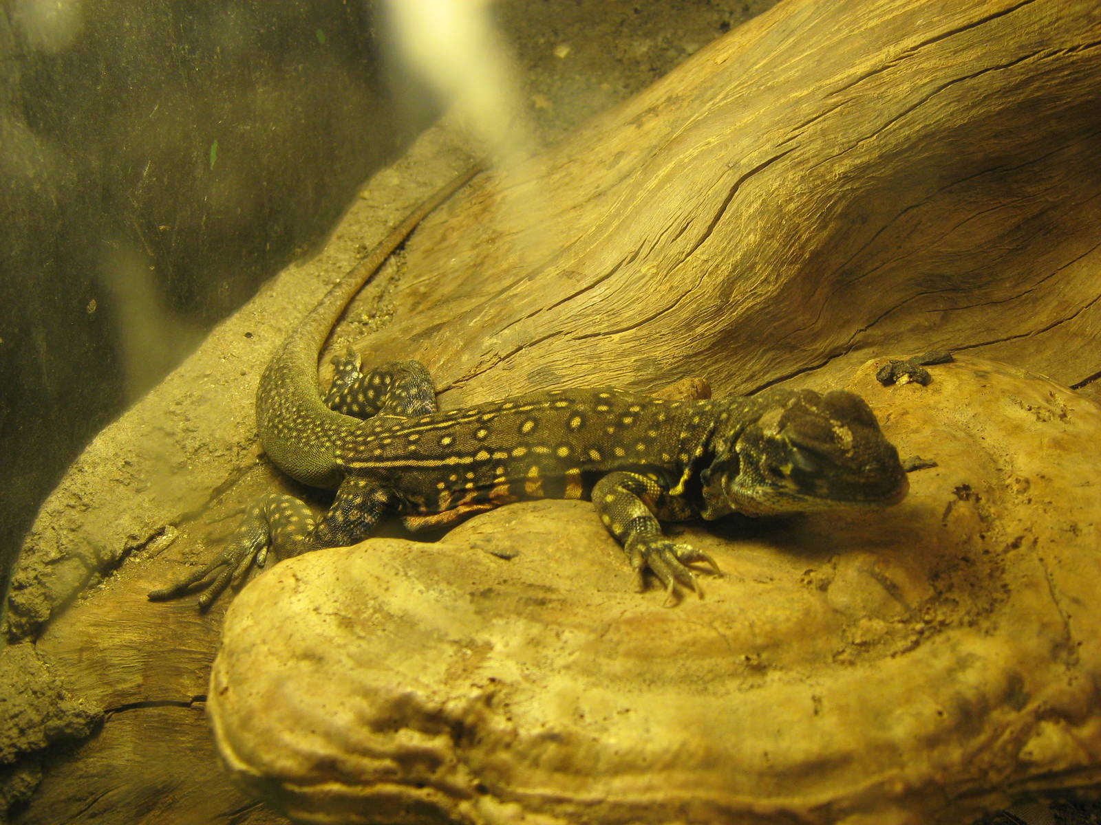 common butterfly lizard (Leiolepis belliana)