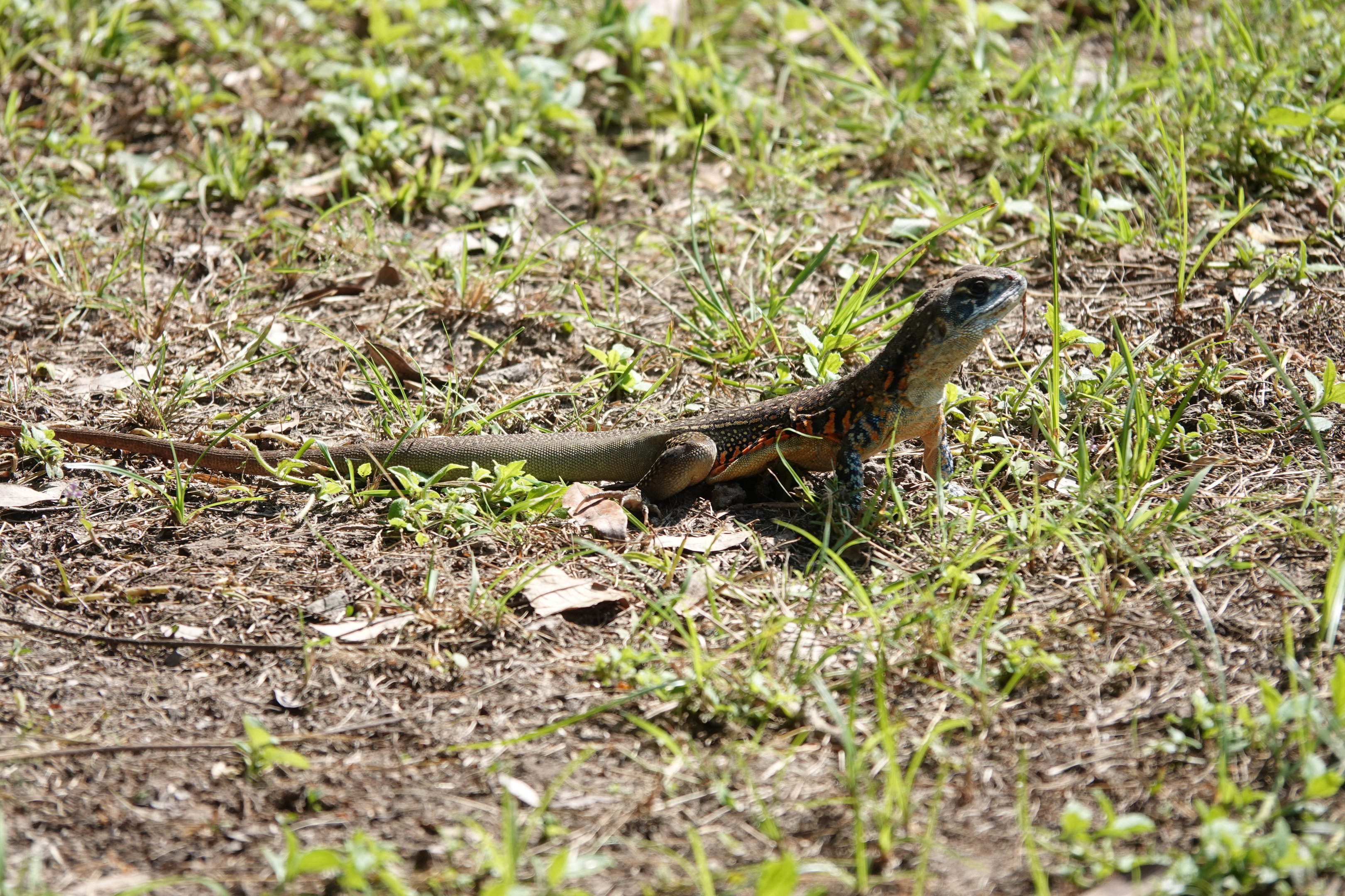 Common Butterfly Lizard