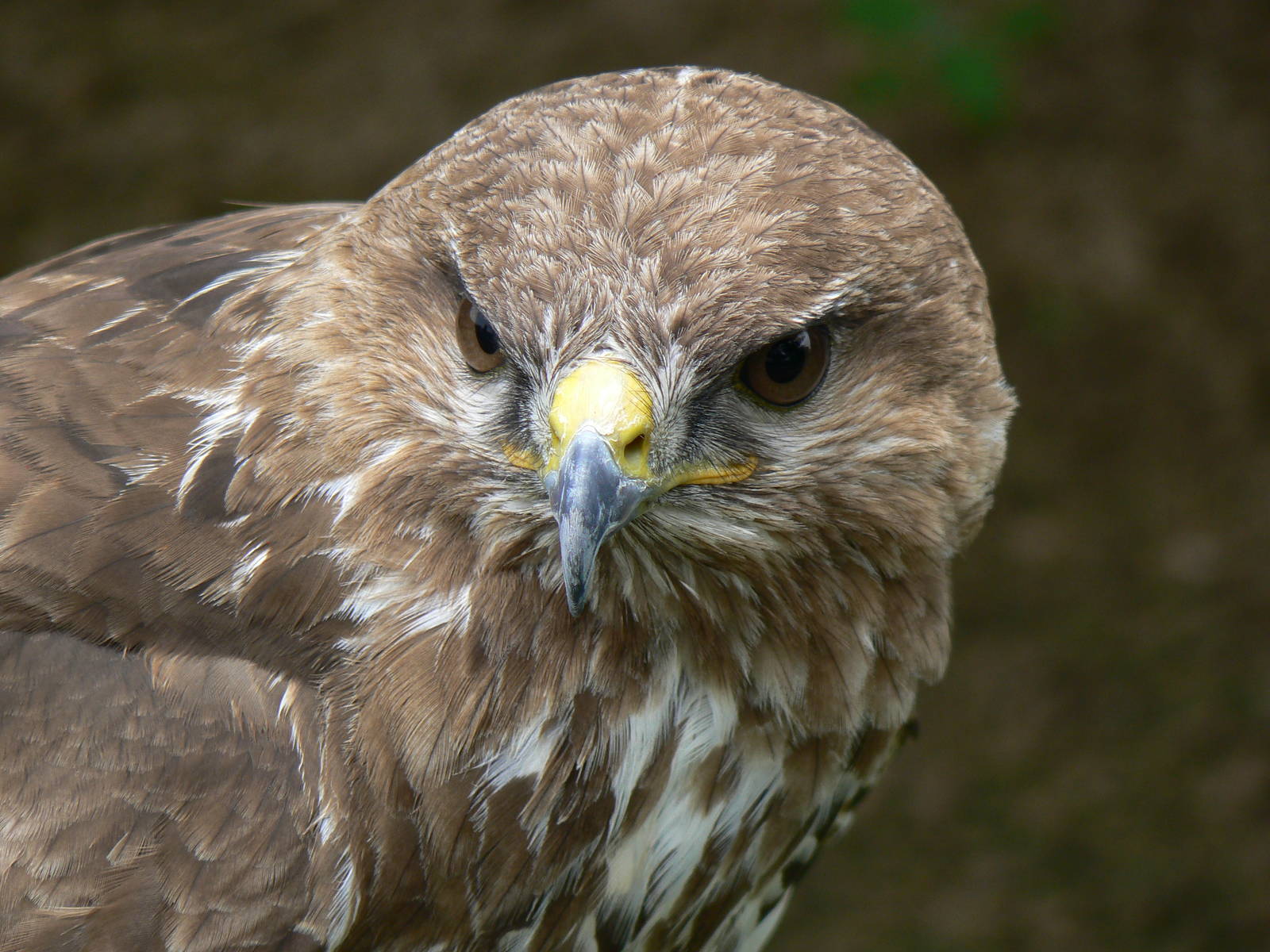 Common Buzzard - 11 June 2016