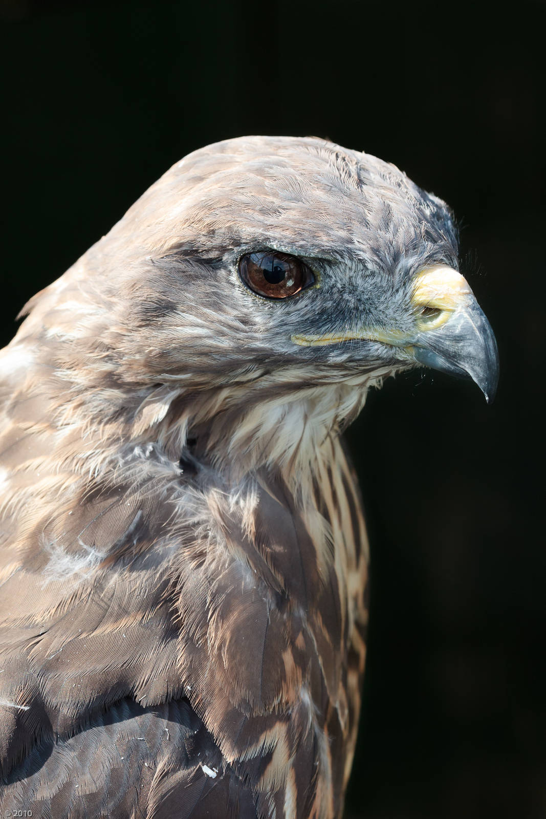 Common Buzzard - 27/08/2010
