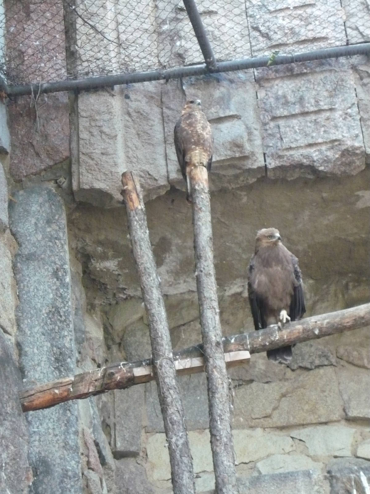 Common buzzard and Lesser spotted eagle