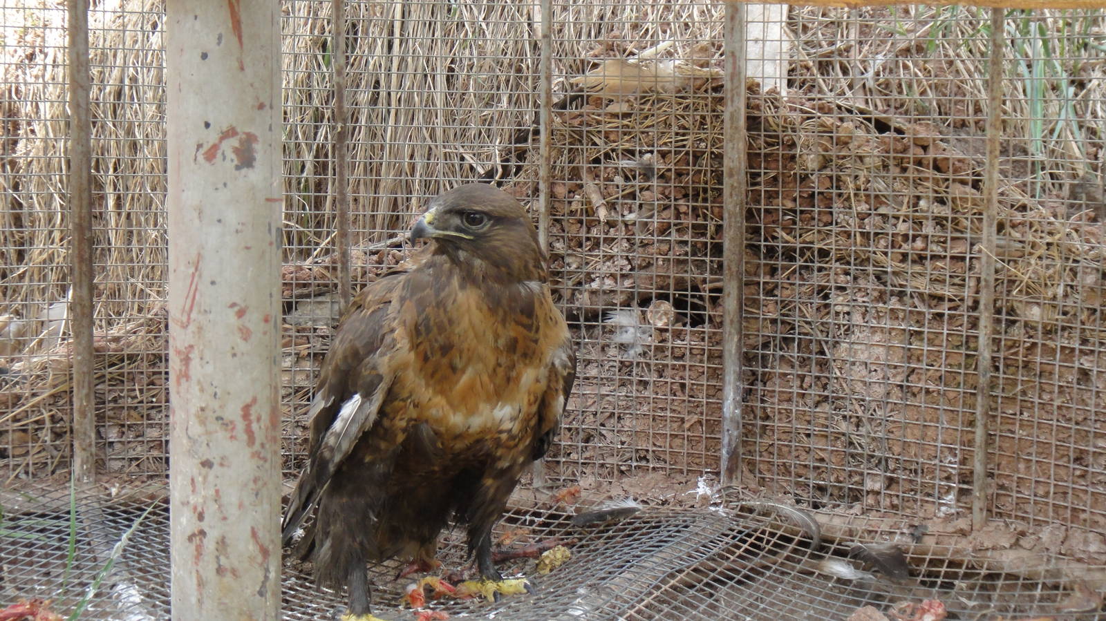 Common buzzard at Qinghai-Tibet Plateau Wildlife zoo 2014-5-15