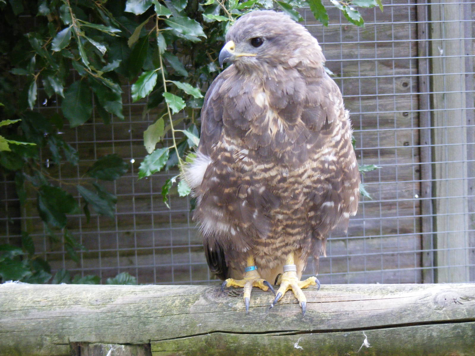Common buzzard at Shepreth Wildlife Park, 12 September 2010
