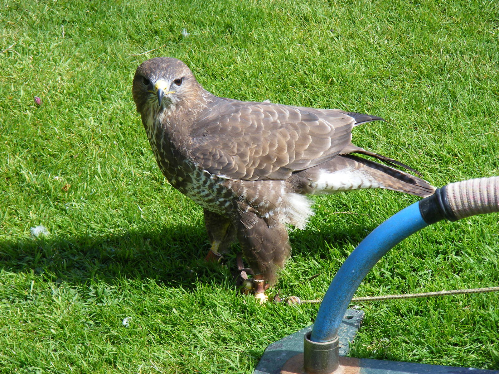 Common buzzard at Trotters World of Animals, 15 May 2010