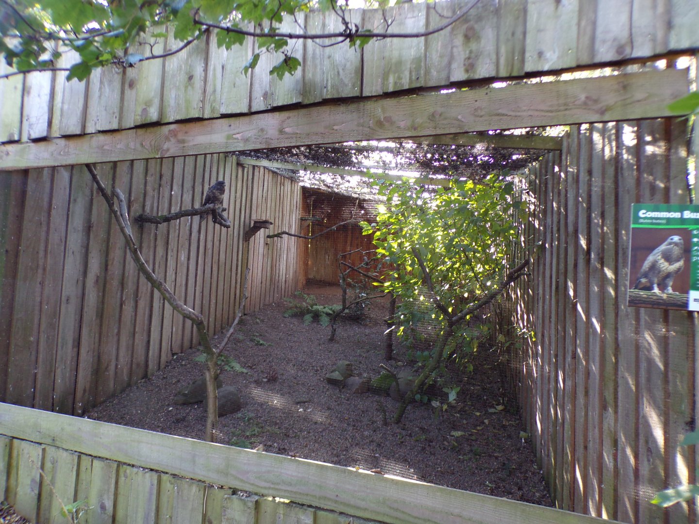 Common buzzard aviary 14.10.23