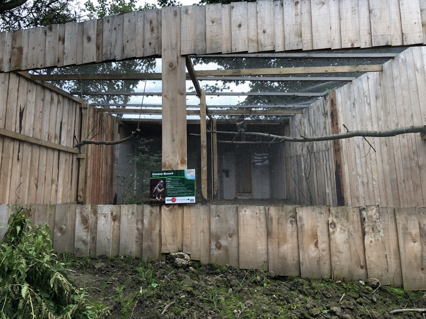 Common Buzzard Aviary at Northumberland Country Zoo (September 2021)