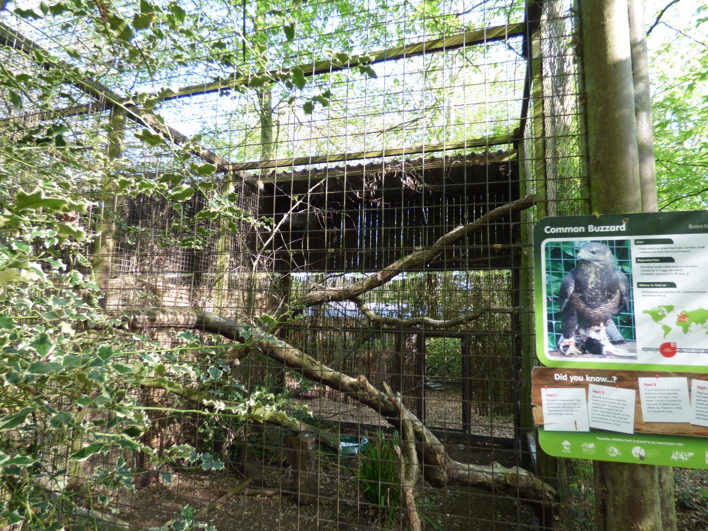 Common Buzzard Aviary