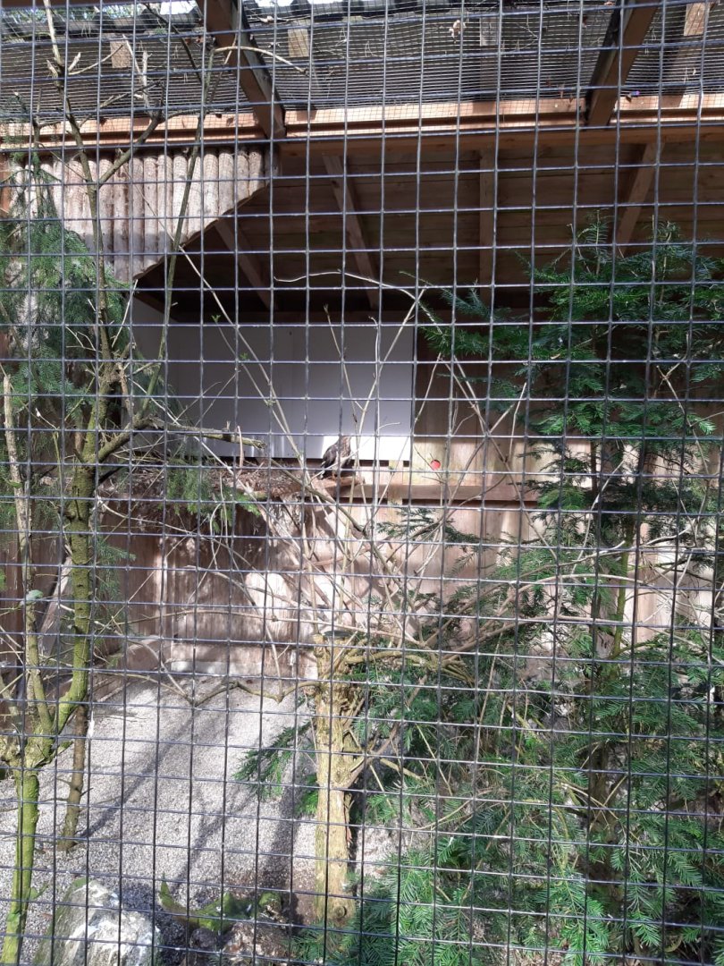 Common buzzard Aviary