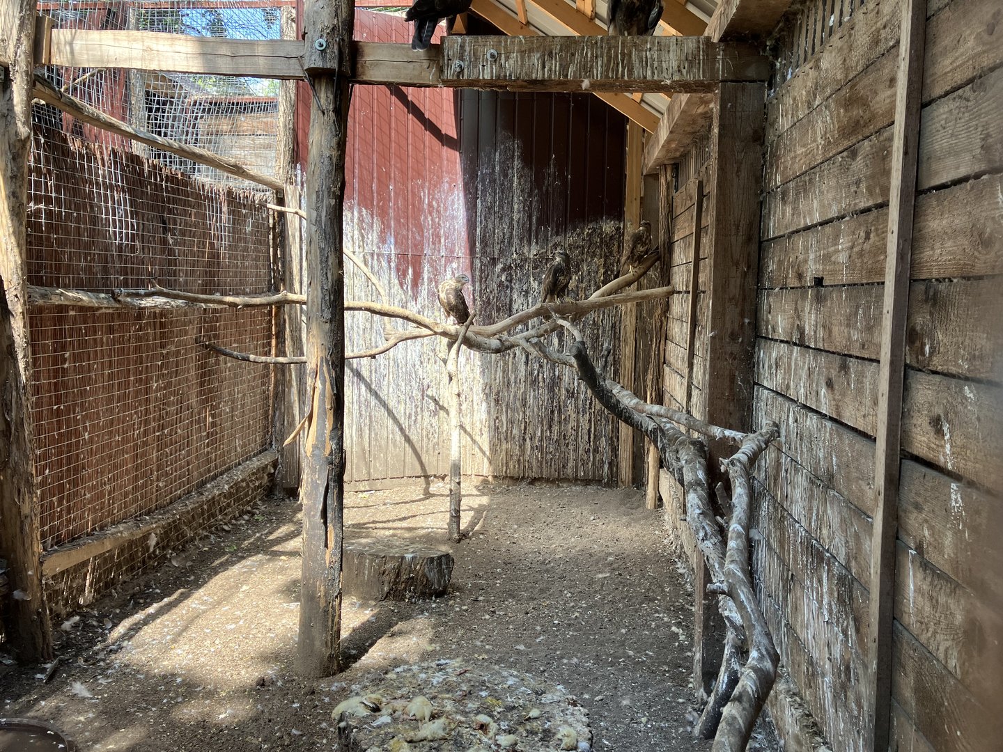 Common buzzard aviary.