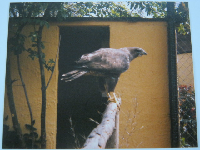 Common Buzzard Basildon Zoo April 1989.